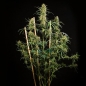 Preview: Hulk Berry Auto (Autoflower Sativa)